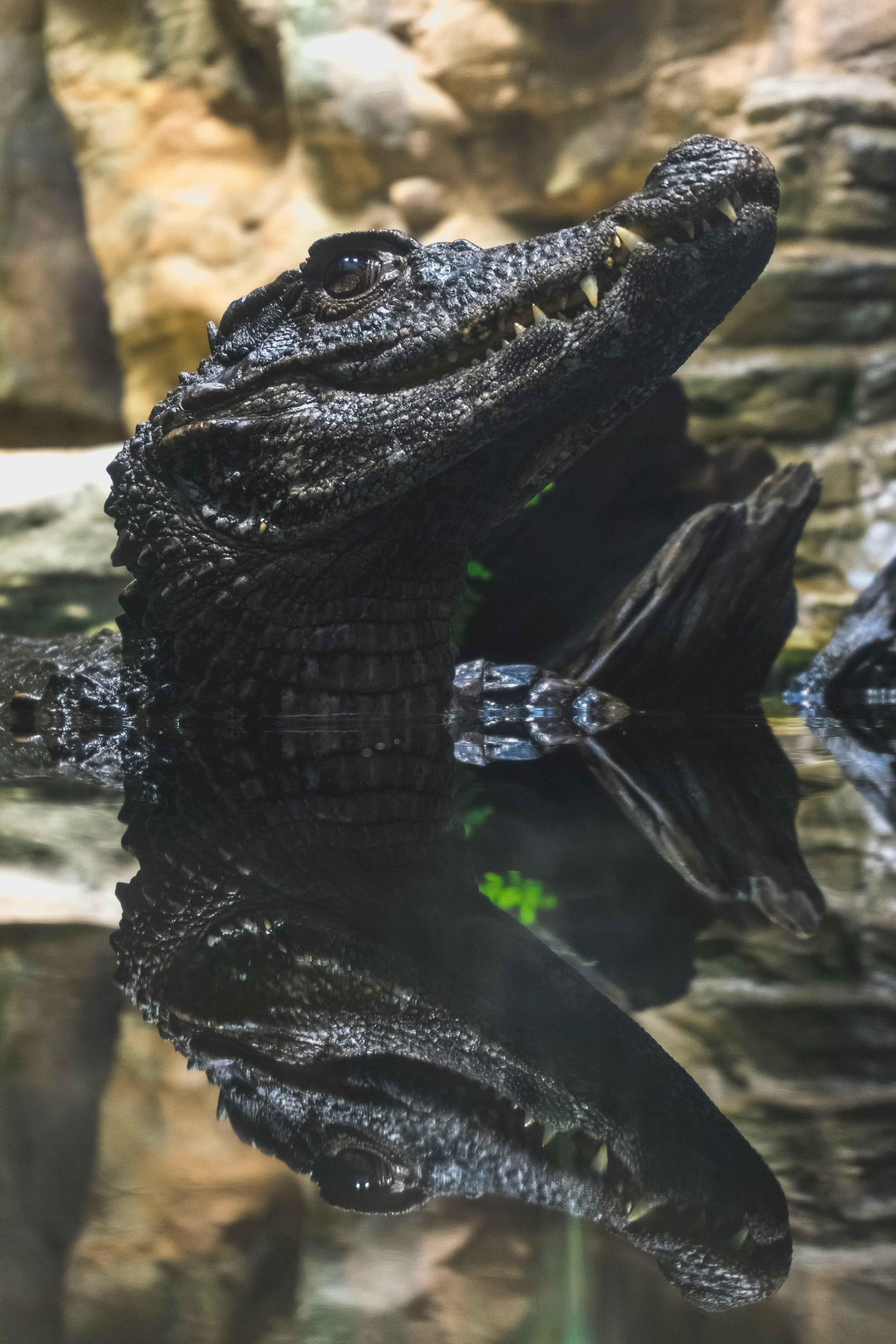 close up photography of black alligator on water